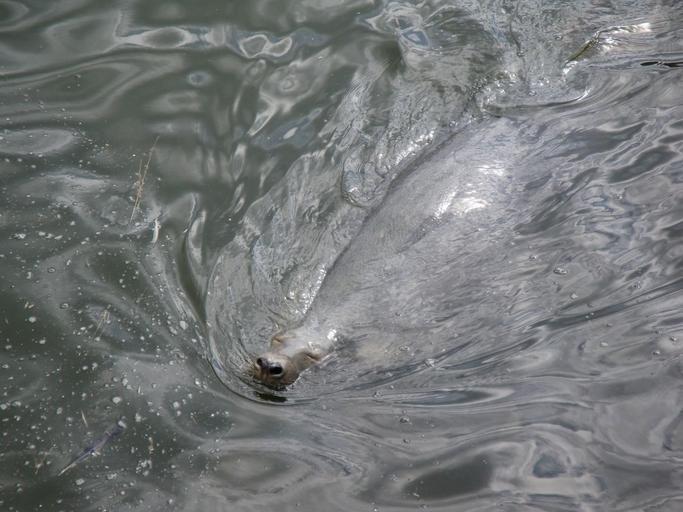 HEL, AB. 038.JPG pl FOKARIUM BASEN Z FOKAMI 2010-08-26 11 24 39 own Antekbojar other versions cc-zero Uploaded with UploadWizard Marine Station of Gdańsk University in Hel Poland