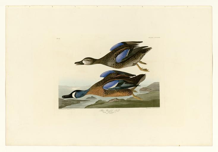 313 Blue-Winged Teal.jpg LargeImage 312_Long-tailed_Duck jpg 314_Black-headed_Gull jpg Plate 313 of Birds of America by John James Audubon depicting Blue-Winged Teal http //images library pitt edu/cgi-bin/i/image/image-idx view entry;cc ...