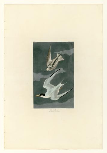 319 Lesser Tern.jpg LargeImage 318_American_Avocet jpg 320_Little_Sandpiper jpg Plate 319 of Birds of America by John James Audubon depicting Lesser Tern Least Tern Sternula antillarum http //images library pitt edu/cgi-bin/i/image/...