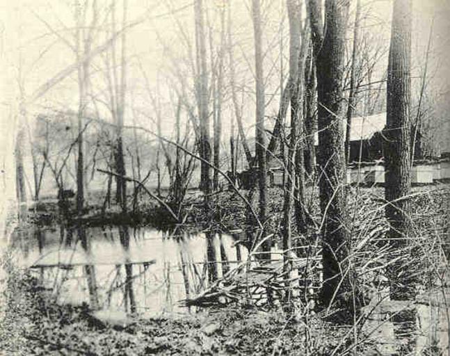 Habitat of the Wood Frog- a Woodland Pond.jpeg check categories 15 August 2015 3 Habitat of the Wood Frog a Woodland Pond Subject Ponds Frogs--Habitat Tag Limnology 1919 Cite book Frogs Their Natural History and Utilization Wright A H ...