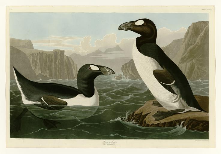 341 Great Auk.jpg LargeImage 340_Least_Stormy-Petrel jpg 342_Golden-Eye_Duck jpg Plate 341 of Birds of America by John James Audubon depicting Great Auk http //images library pitt edu/cgi-bin/i/image/image-idx view entry;cc audimg;entryid ...