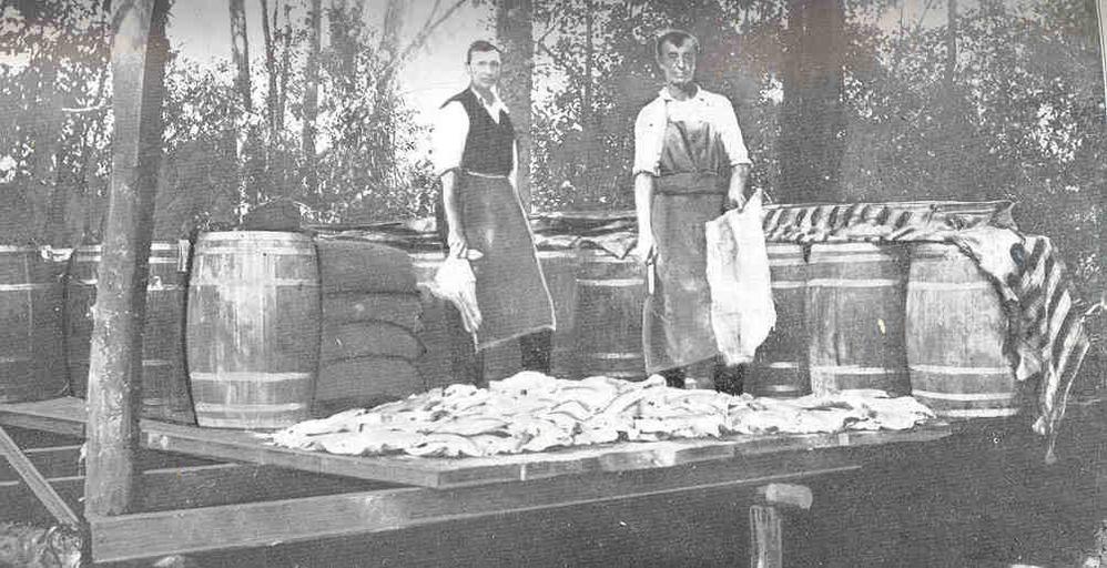 ...Curing Parent Salmon for Food for the Fry in Rearing Ponds.jpeg check categories 17 September 2015 3 Mild-Curing Parent Salmon for Food for the Fry in Rearing Ponds Subject Fish hatcheries Fish ponds Tag Hatcheries 1913 Cite book Annual ...