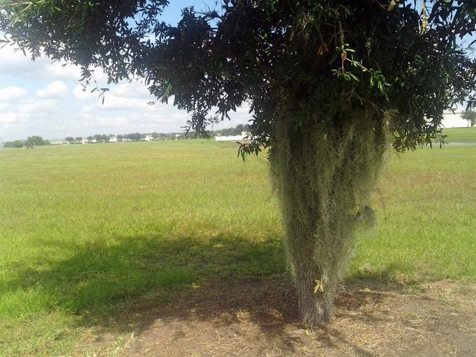 Live oak and spanish moss.jpg en Found in Orlando Florida USA 2014-10-19 14 19 41 own San906 other versions 28 410680 -81 204489 cc-zero Uploaded with UploadWizard Uncategorized 2015 May 19 1