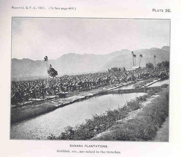FMIB 33778 Banana Plantations.jpeg Banana Plantations Goldfish Etc ; are Raised in the Trenches Subject Bananas Fish ponds Geographic Subject United States--Hawaii Tag Traditional Fisheries 1900-1901 Cite book Commercial Fisheries of the ...