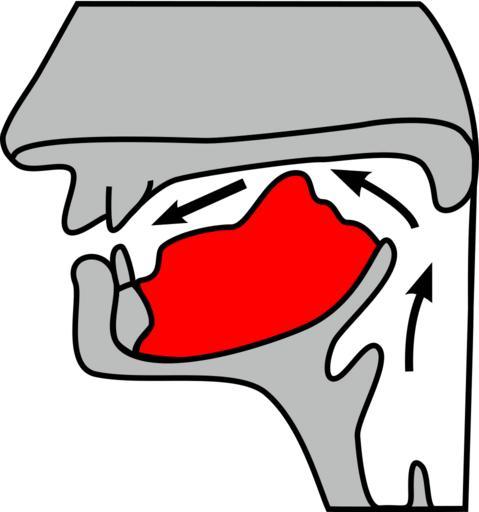 Palataal.svg Palataal fonetiek Palatal consonant articulation Fockley magh corockle cleaoil thumb 2008-10-18 Of this SVG Roland Geider Ogre ; of the orignal the respective author Files by User Ben Pirard Articulation place diagram