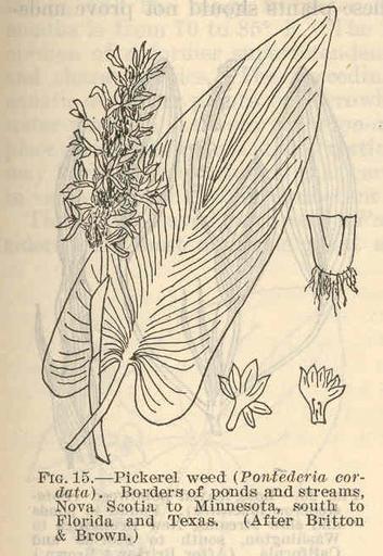 Pickerel weed (Ponfederia cordata).jpeg check categories 16 August 2015 1 Pickerel weed Ponfederia cordata Borders of ponds and streams Nova Scotia to Minnesota south to Florida and Texas After Britton Brown Subject Pontederiacene Tag ...