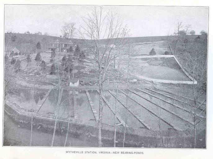 Wytheville Station, Virginia.jpeg check categories 15 August 2015 3 Wytheville Station Virginia New Rearing Ponds Subject Fish ponds Wytheville Hatchery Virginia Geographic Subject United States--Virginia--Wytheville Tag Hatcheries 1899 ...