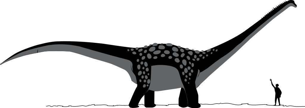 Antarctosaurus dinosaur.svg 2006-12-10 own assumed Murraybuckley Antarctosaurus Sauropoda size comparisons