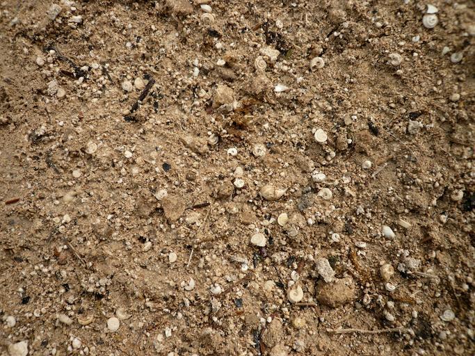 SteinheimerSchneckensand.jpg en Sand mixed with fossile snails in Steinheimer Becken Own Ramessos 2009-09 Steinheim Basin