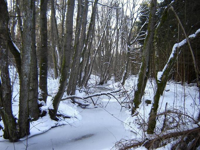 Leszczynka koło Starego Młyna.jpg pl Leszczynka zimą -okolice Starego Młyna własne Brogaj 2010-01-24 Gmina Tychowo Leszczynka river
