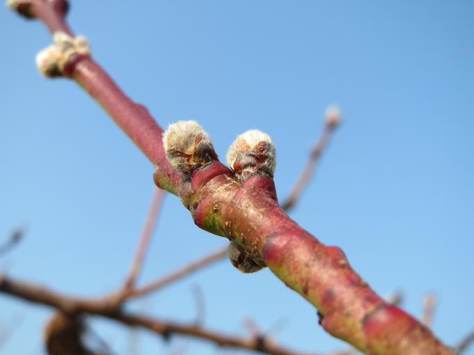 20150319Prunus dulcis7.jpg Mandelbaum Prunus dulcis bei Reilingen own AnRo0002 2015-03-19 Cc-zero Prunus dulcis in Reilingen 03 buds 1 Trees in Reilingen in March Prunus dulcis buds 1 Prunus in Reilingen in March Dulcis buds 1 Prunus dulcis ...