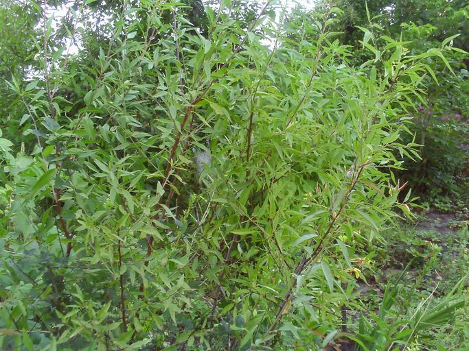 Prunus amygdalus in my garden (village of Shatura, Ukraine). (Summer, year 2013) | Мигдаль в моєму саду (село Шатура, Україна). Prunus amygdalus in my garden (village of Shatura, Ukraine). (Summer, year ...