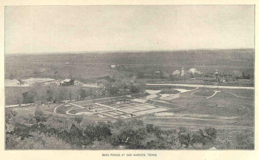 Bass Ponds at San Marcos, Texas.jpeg check categories 18 September 2015 5 Bass Ponds at San Marcos Texas Subject Fish ponds Basses Fish Geographic Subject United States--Texas--San Marcos Tag Hatcheries 1896/1897 Cite book Manual of ...