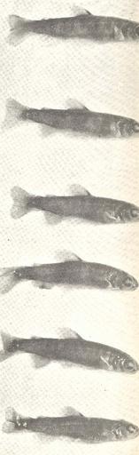 Salmon Fry, Not Raised in Rearing Ponds.jpeg check categories 22 August 2015 1 Salmon Fry Not Raised in Rearing Ponds Subject Salmon Tag Fish 1913 Cite book Salmon Fry Not Raised in Rearing Ponds Seattle WA 1913 Pacific Fisherman Annual ...