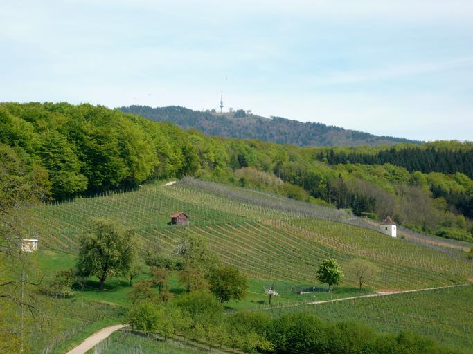 Hochblauen4.jpg en Hochblauen from West side own Ramessos 2009-04 Blauen Badenweiler