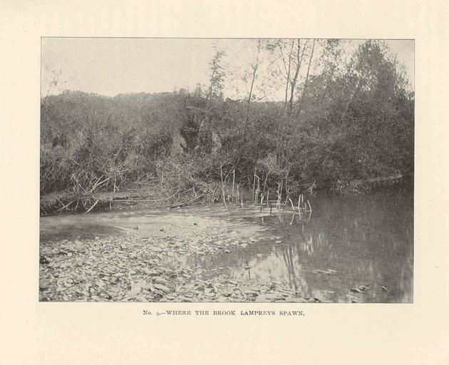 Where the Brook Lampreys Spawn.jpeg check categories 17 August 2015 2 Where the Brook Lampreys Spawn Subject Fish ponds Lampreys--Habitat Tag Limnology 1899 Cite book Annual report of the Commissioners of Fisheries Game and Forests of the ...