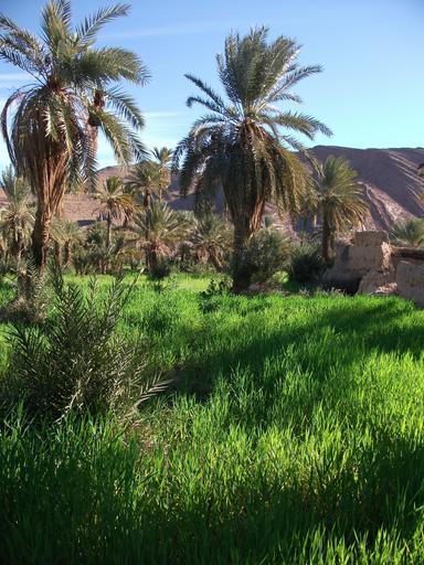 Tata, Oase.jpg Tata Oase own original text eigenes Foto 1 2011-02 ArnoldBetten PD-release Original upload log de wikipedia Wdwdbot CommonsHelper de wikipedia Tata 2C+Oase jpg 2012-03-07 08 34 ArnoldBetten 1374×1832× 2577393 bytes <nowiki> ...