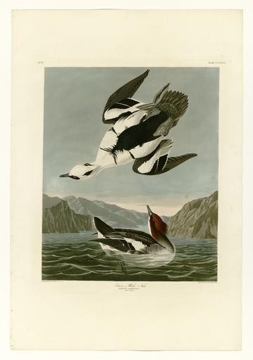347 Smew or White Nun.jpg LargeImage 346_Black-Throated_Diver jpg 348_Gadwall_Duck jpg Plate 347 of Birds of America by John James Audubon depicting Smew or White Nun http //images library pitt edu/cgi-bin/i/image/image-idx view entry;cc ...
