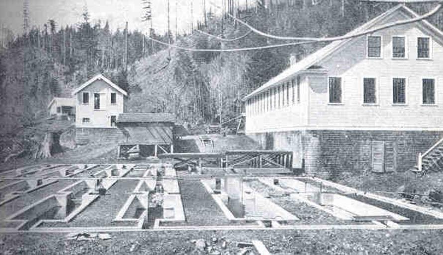 Hatchery and Feeding Ponds, Duckabush (Wash) Station.jpeg check categories 18 September 2015 3 Hatchery and Feeding Ponds Duckabush Wash Station Subject Fish hatcheries Fish ponds Geographic Subject United States--Washington State ...