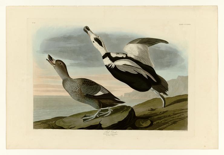 332 Pied Duck.jpg LargeImage 331_Goosander jpg 333_Green_Heron jpg Plate 332 of Birds of America by John James Audubon depicting Pied Duck http //images library pitt edu/cgi-bin/i/image/image-idx view entry;cc audimg;entryid x-aud0332 ...