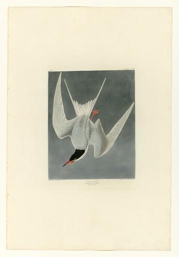 309 Great Tern.jpg LargeImage 308_Tell-tale_Godwit_or_Snipe jpg 310_Spotted_Sandpiper jpg Plate 309 of Birds of America by John James Audubon depicting Great Tern http //images library pitt edu/cgi-bin/i/image/image-idx view entry;cc ...