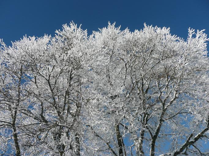 Hochblauen 11.JPG Mountain Hochblauen of the Black Forest near Badenweiler Own 2009-01-01 Brücke-Osteuropa Blauen Badenweiler Snow in Landkreis Lörrach Winter 2008-2009 in Landkreis Lörrach Hoar frost in Baden-Württemberg