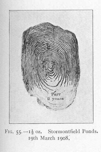 ...Salmon Scale- 1 12 oz Stormonfield Ponds, 19th March 1908.jpeg Salmon Scale 1 1/2 oz Stormonfield Ponds 19th March 1908 Subject Scales Fishes Salmon--Anatomy Tag Fish 1910 Cite book Life-History and Habits of the Saomon Sea-Trout Trout and ...