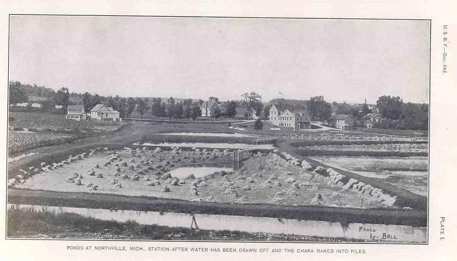 Ponds at Northville, Mich Station.jpeg check categories 15 August 2015 4 Ponds at Northville Mich Station After Water Has Been Drawn Off and the Chara Raked Into Piles Subject Fish ponds Geographic Subject United States--Michigan--Northvill...