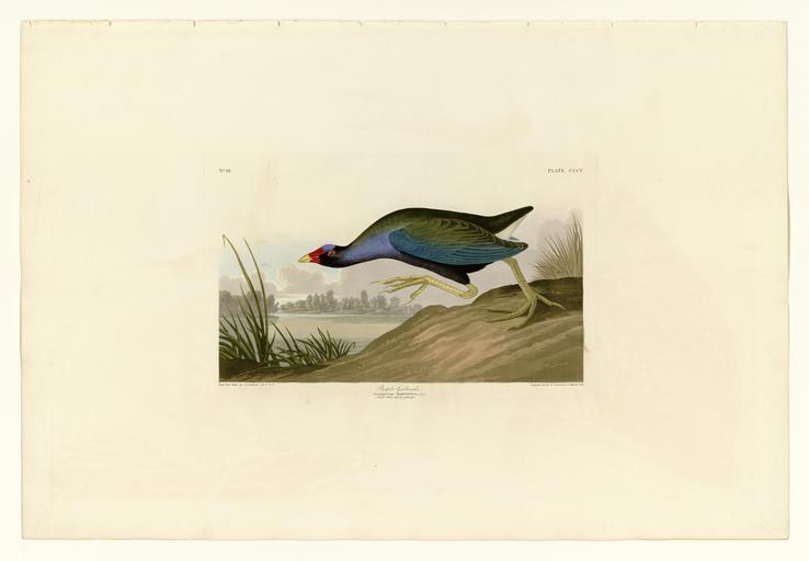 305 Purple Gallinule.jpg LargeImage 304_Turn-stone jpg 306_Great_Northern_Diver_or_Loon jpg Plate 305 of Birds of America by John James Audubon depicting Purple Gallinule http //images library pitt edu/cgi-bin/i/image/image-idx view ...