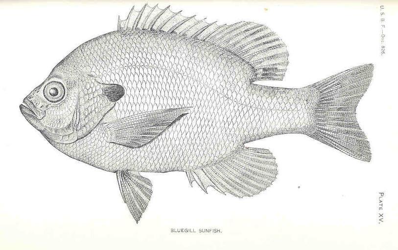 FMIB 36299 Bluegill Sunfish.jpeg check categories 18 September 2015 3 Bluegill Sunfish Subject Bluegill Sunfishes Tag Fish 1917 Cite book Fish Ponds on Farms Report of the United States Commissioner of Fisheries for the Fiscal Year 1915 ...