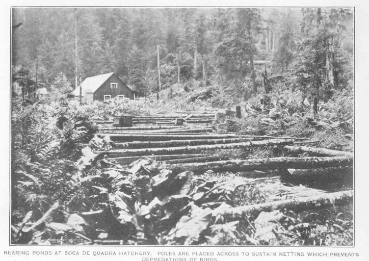 Rearing ponds at Boca de Quadra Hatchery Poles are placed across to sustain netting which prevents depredations of birds.jpeg check categories 2 September 2015 3 Rearing ponds at Boca de Quadra Hatchery Poles are placed across to sustain ...