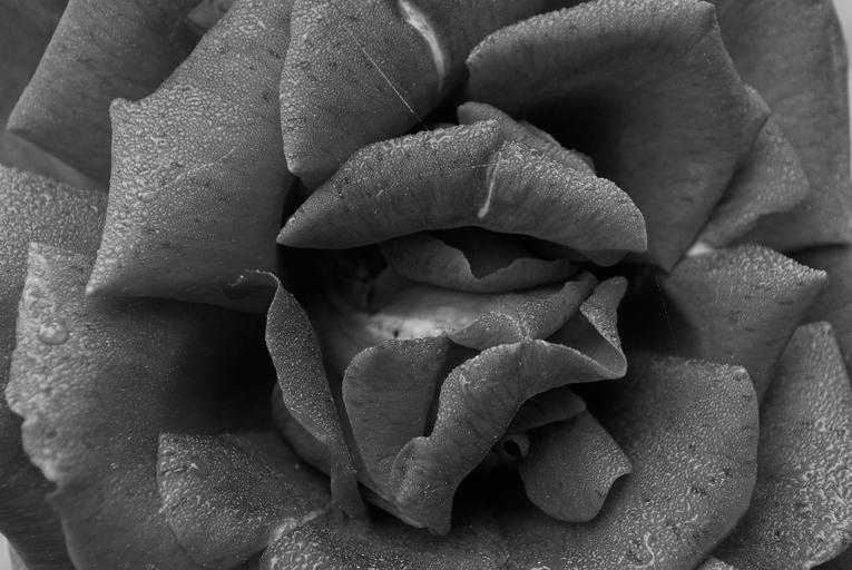 blackandwhite monochrome hands hand texture black and white DSC_2633 Explore hobohikertrash's 9652 photos on Flickr!