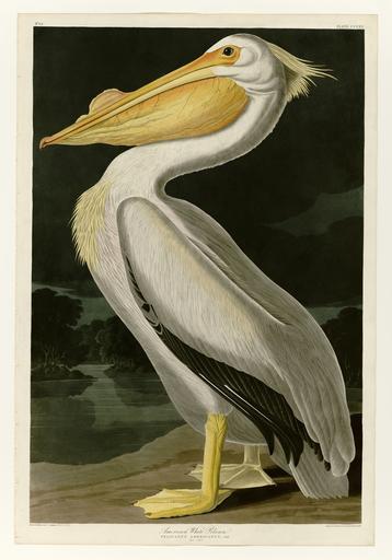 311 American White Pelican.jpg LargeImage 310_Spotted_Sandpiper jpg 312_Long-tailed_Duck jpg Plate 311 of Birds of America by John James Audubon depicting American White Pelican http //images library pitt edu/cgi-bin/i/image/image-idx view ...
