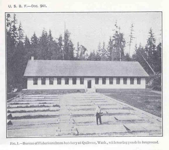Bureau of Fisheries Salmon Hatchery at Quilcene, Wash, with Rearing Ponds in Foreground.jpeg check categories 3 September 2015 2 Bureau of Fisheries Salmon Hatchery at Quilcene Wash with Rearing Ponds in Foreground Subject Fish hatcheries ...