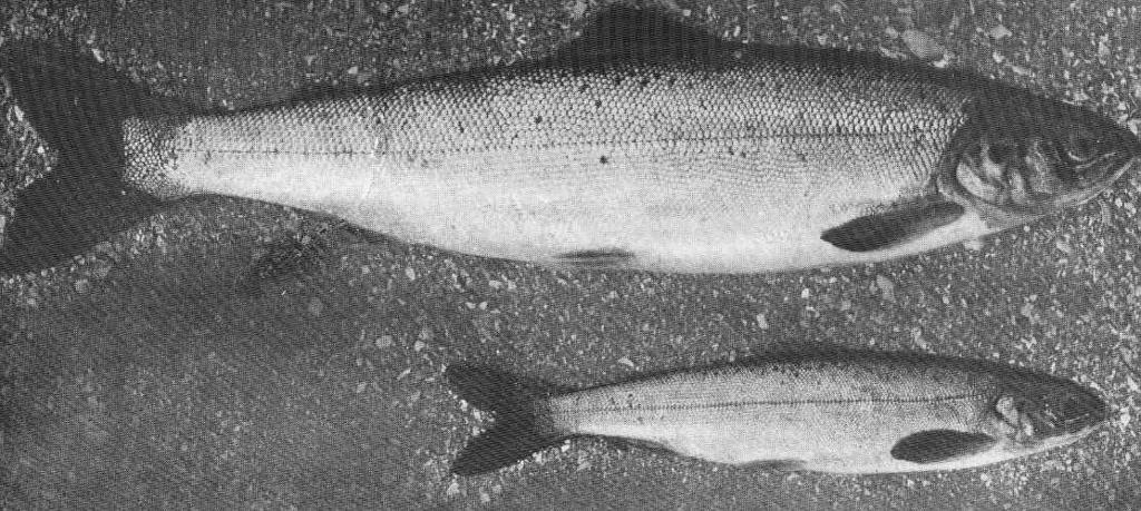 Stormontfield Ponds a year after becoming a smolt Small one, 1 12-oz Smolt, two.jpeg check categories 2 September 2015 2 8-oz large Smolt two years old confined in Stormontfield Ponds a year after becoming a smolt Small one 1 1/2-oz Smolt ...