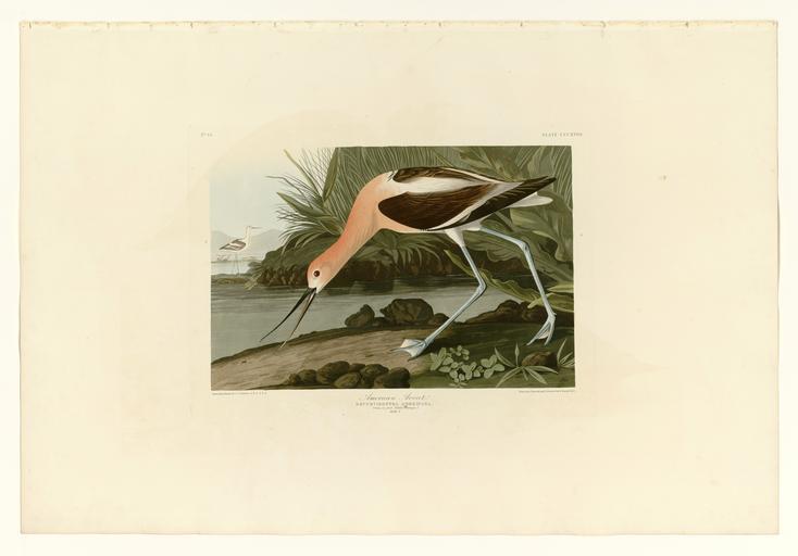 318 American Avocet.jpg LargeImage 317_Black _or_Surf_Duck jpg 319_Lesser_Tern jpg Plate 318 of Birds of America by John James Audubon depicting American Avocet http //images library pitt edu/cgi-bin/i/image/image-idx view entry;cc ...