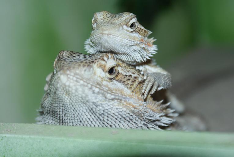 My dragons.JPG en My own two bearded dragons The big one Sam is almost a year old and the little one Sissy is only 4 months old Own Bas van der Ploeg 01-11-2008 For more info or more images please contact me at my private mail ...