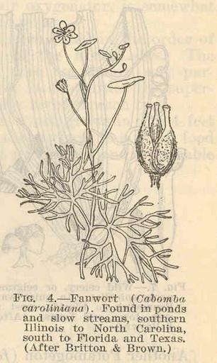 Fanwort (Cabomba caroliniana).jpeg check categories 16 August 2015 2 Fanwort Cabomba caroliniana Found in ponds and slow streams southern Illinois to North Carolina south to Florida and Texas After Britton Brown Subject Cabomba caroliniana ...