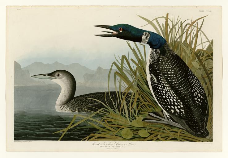 Great Northern Diver or Loon.jpg LargeImage 305_Purple_Gallinule jpg 307_Blue_Crane_or_Heron jpg Plate 306 of Birds of America by John James Audubon depicting Great Northern Diver or Loon http //images library pitt edu/cgi-bin/i/image/...