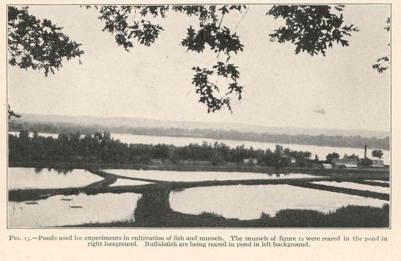 Ponds used for experiments in cultivation of fish and mussels Buffalofish are being reared in pond in left background.jpeg check categories 27 August 2015 4 Ponds used for experiments in cultivation of fish and mussels Buffalofish are being ...