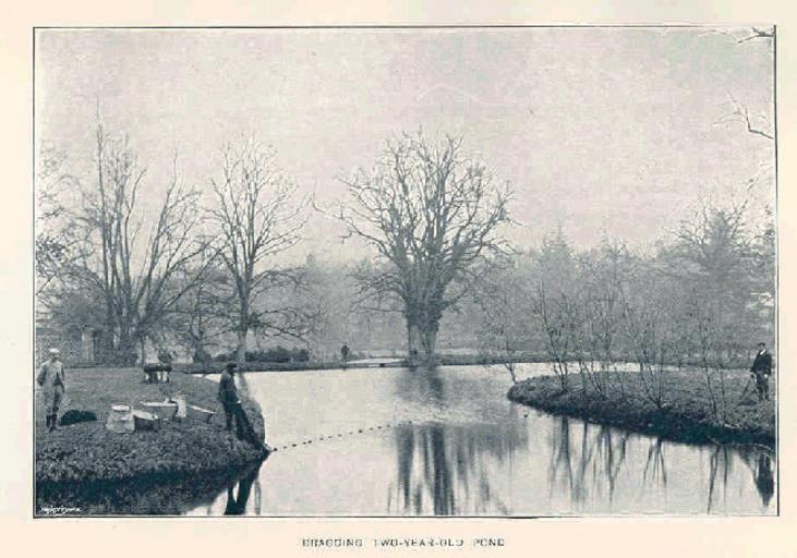 Dragging Two-Year-Old Pond.jpeg check categories 14 August 2015 3 Dragging Two-Year-Old Pond Subject Fishing Fish-culture Fish ponds Tag Sport Fishing 1899 Cite book The Trout Rutland Henry John Brinsley Manners Duke of New York Longmans ...