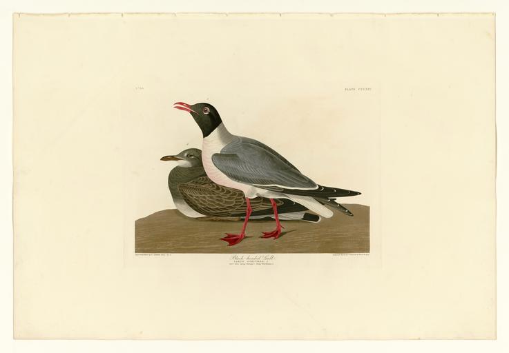 314 Black-headed Gull.jpg LargeImage 313_Blue-Winged_Teal jpg 315_Red-breasted_Sandpiper jpg Plate 314 of Birds of America by John James Audubon depicting Black-headed Gull http //images library pitt edu/cgi-bin/i/image/image-idx view ...