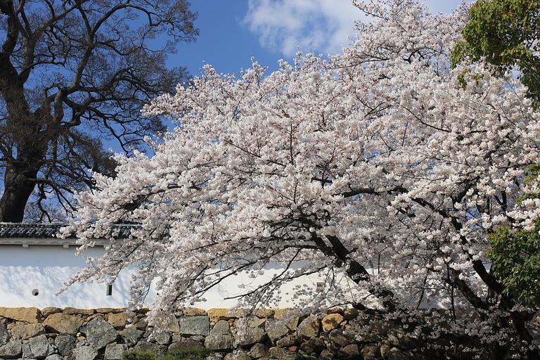 Himeji cherry blossoms 1.jpg en Cherry blossoms in Himeji-jo own Jason Hsu Sakura at Himeji Castle