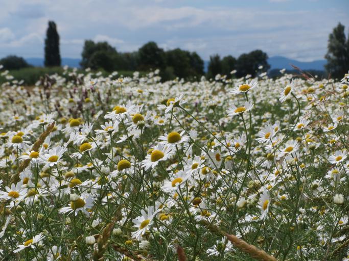 tripleurospermum inodorum scentless mayweed scentless chamomile wild chamomile mayweed false chamomile german chamomile baldr's brow field flora wildflower meadow botany