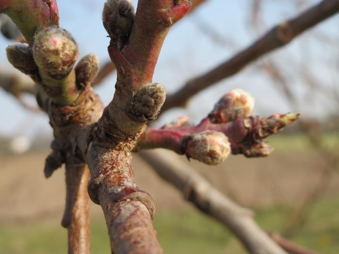 20150319Prunus dulcis4.jpg Mandelbaum Prunus dulcis bei Reilingen own AnRo0002 2015-03-19 Cc-zero Prunus dulcis in Reilingen 03 buds 1 Trees in Reilingen in March Prunus dulcis buds 1 Prunus in Reilingen in March Dulcis buds 1 Prunus dulcis ...