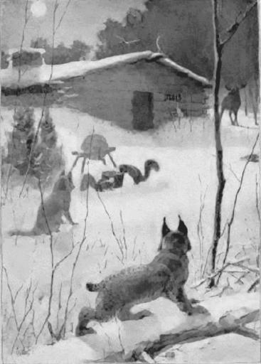 wolf skunk lynx and moose