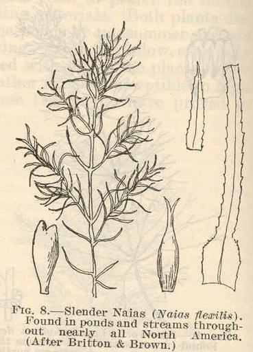 Slender Naias (Naias flexilla).jpeg check categories 16 August 2015 1 Slender Naias Naias flexilla Found in ponds and streams throughout nearly North America After Britton Brown Subject Naias flexilis Tag Aquatic Botany 1924 Cite book ...