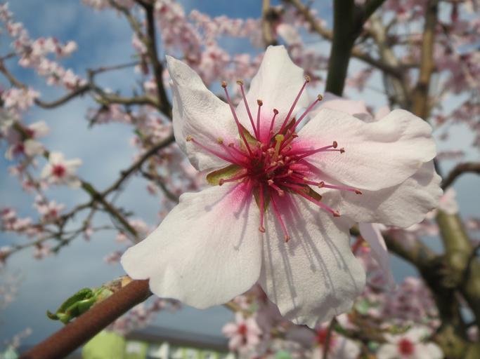 20140316Mandelbluete Bruehl10.jpg Mandelblüte Prunus dulcis in Brühl own AnRo0002 2014-03-16 Cc-zero Prunus in Brühl Baden Dulcis 03 Ornamental trees in Brühl Baden Prunus dulcis 03 Spring 2014 in Rhein-Neckar-Kreis Prunus dulcis Trees ...
