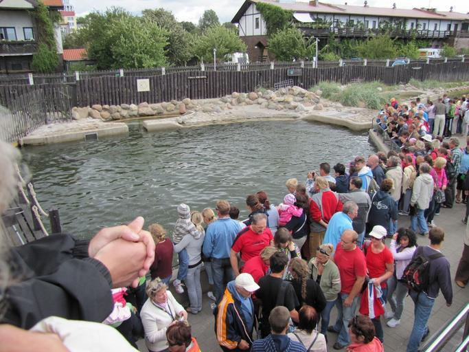 HEL, AB. 036.JPG pl FOKARIUM BASEN Z FOKAMI 2010-08-26 11 19 25 own Antekbojar other versions cc-zero Uploaded with UploadWizard Marine Station of Gdańsk University in Hel Poland