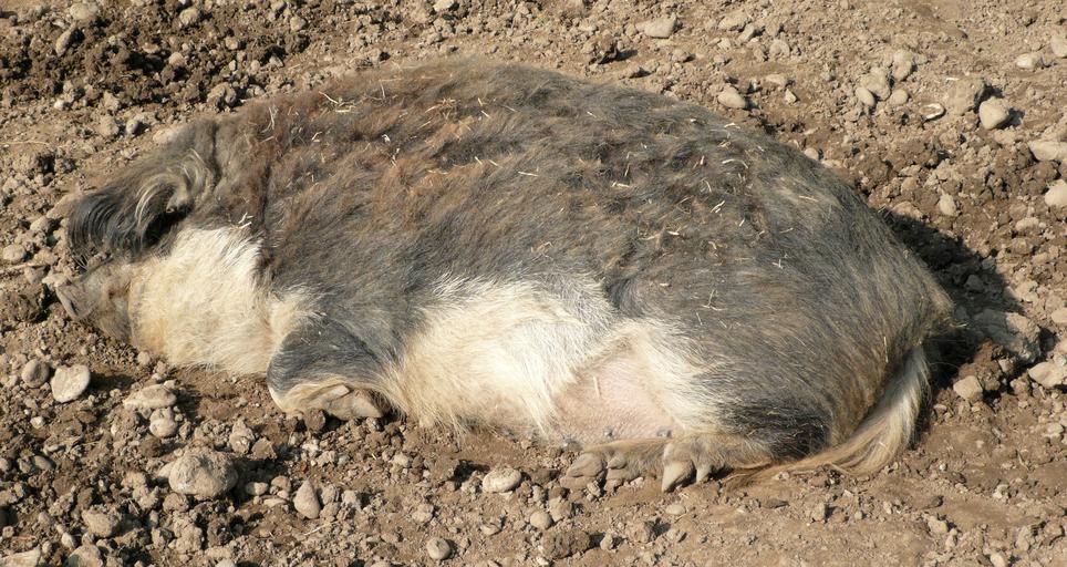 RuhendesWollschwein.jpg en Sleeping pig of Mangalica type Own Ramessos 2009-04 Check categories 2009 May 1 de wikipedia Mangalica-Schwein 1 Mangalica